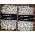 Crop 2019 Fresh Pure White Garlic